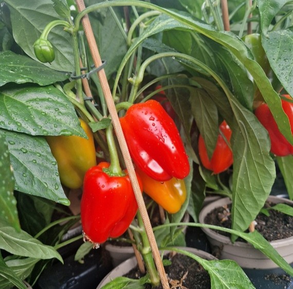 Homemade red chillis on green stems.