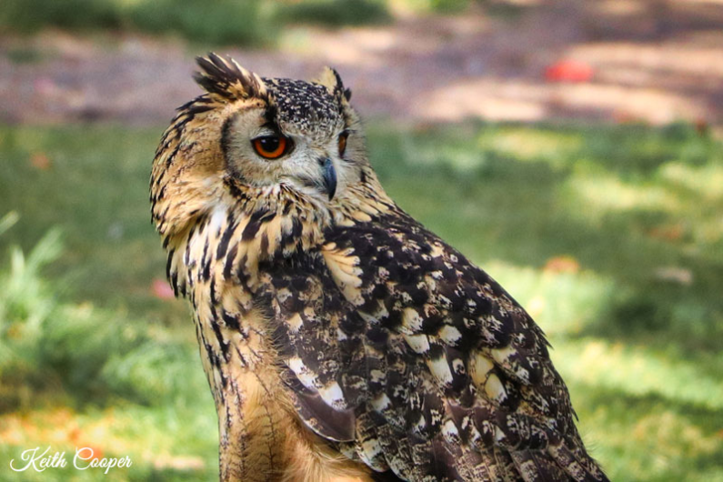 Photo of an Owl