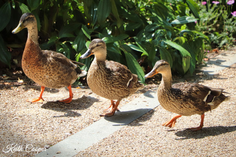 Photo of three ducks
