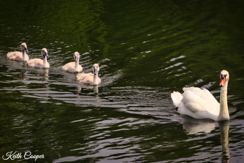 A photo of a Swan swimming, being followed by baby swans