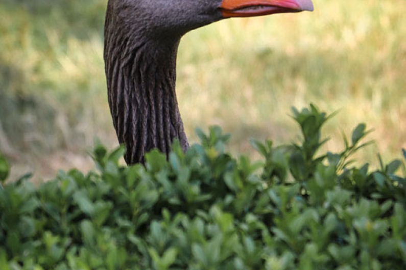 Photo of a Goose's head poking over a bush