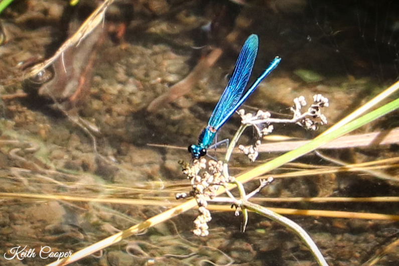 Photo of a Dragonfly
