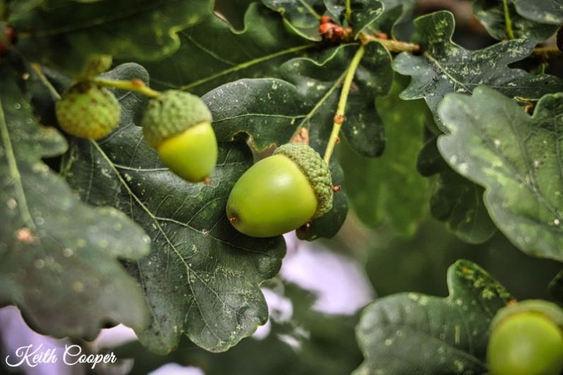 A photo of acorns against a background of leaves