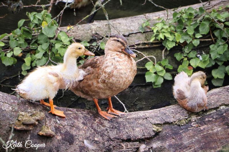 A photo of 3 ducks sat on a log