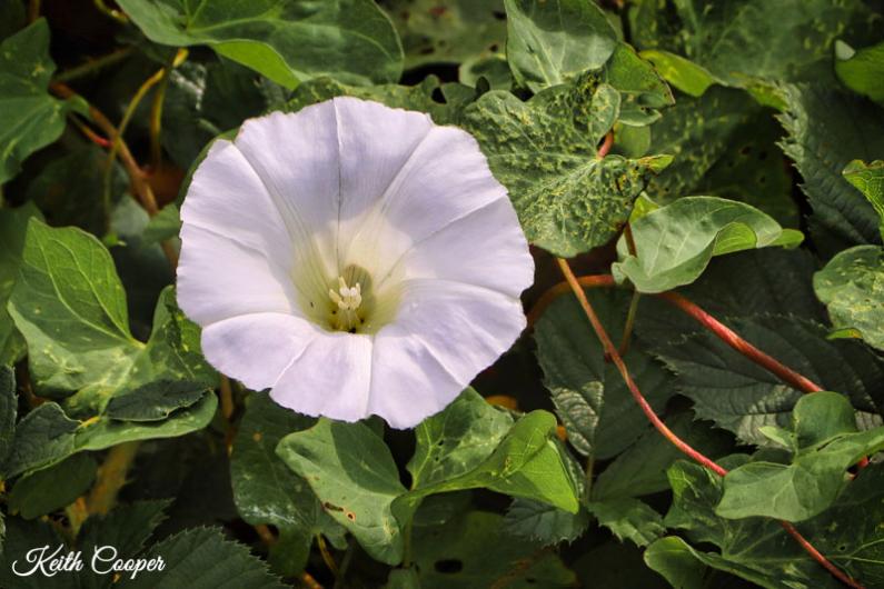 A photo of a white flower against a background of vine leaves