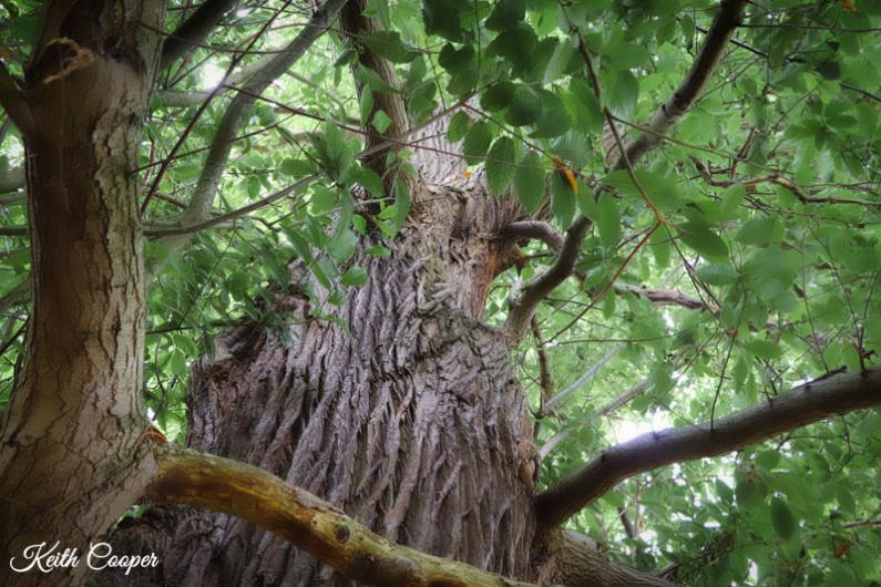 A photo of a tree taken from the perspective of looking up at it being stood underneath