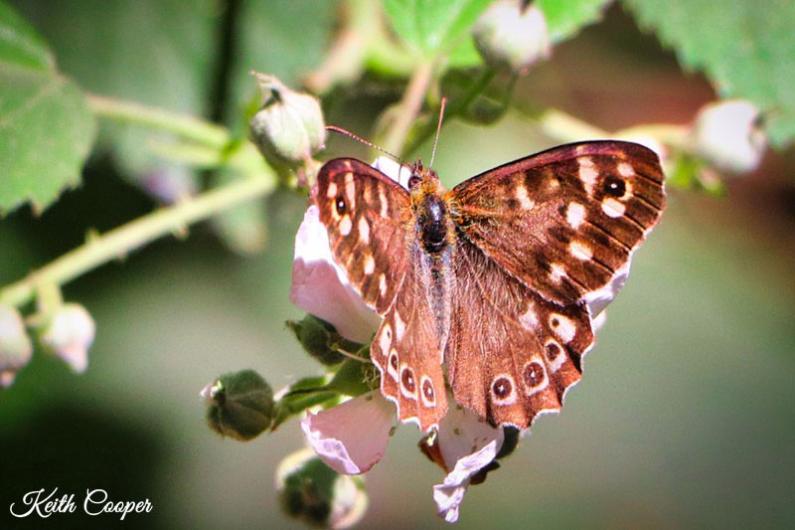 A brown spotted butterfly on a branch